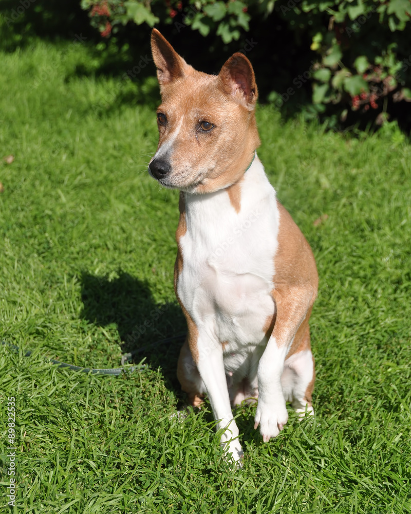 Old Basenji dog