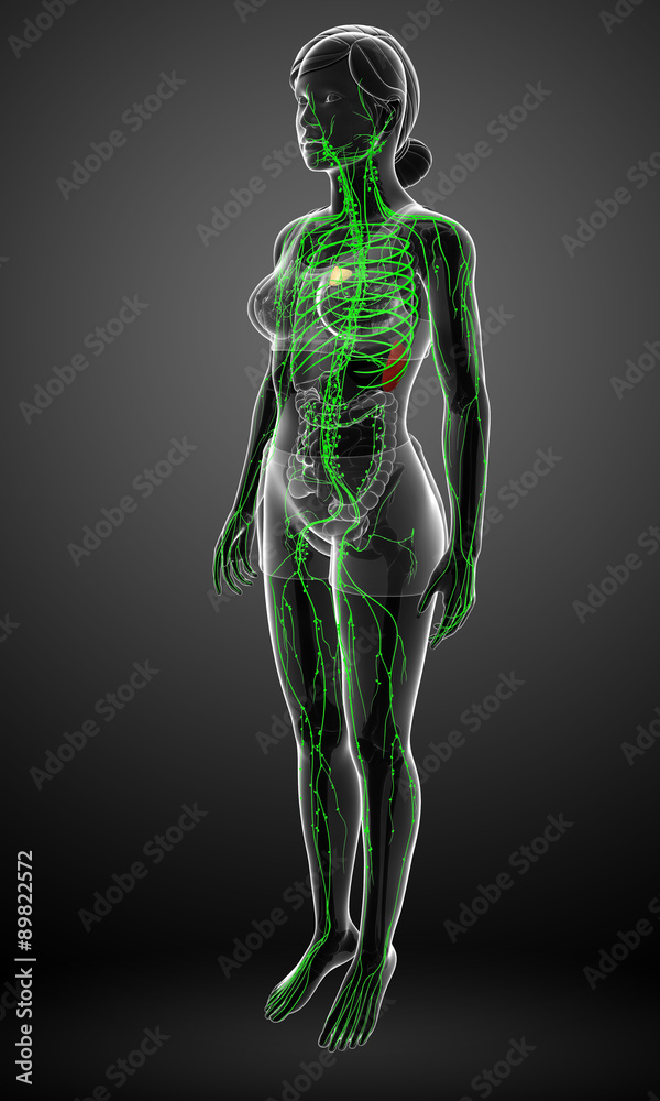 Lymphatic system of female body Lymphatic system of female body