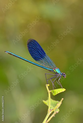 dragonfly in forest © Laurentiu Iordache