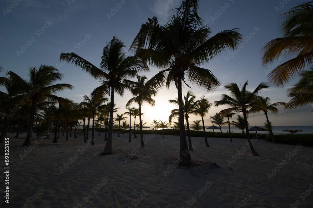 Paesaggi dei Caraibi con palme