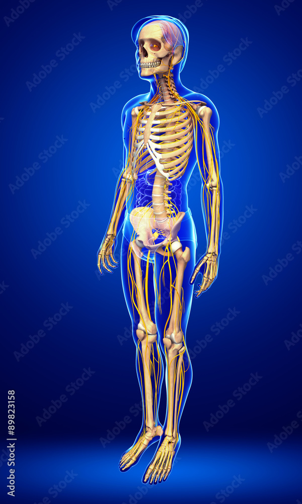 Nervous system of male skeleton artwork