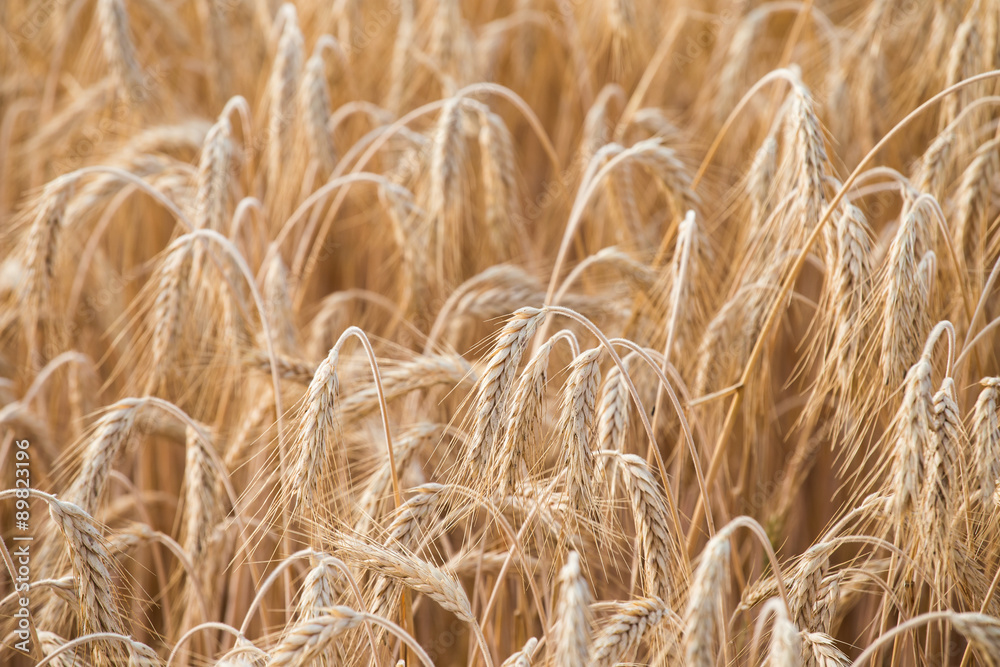 Cereal Plants, Barley, with different focus. Cereal Plants, Barley, with different focus.