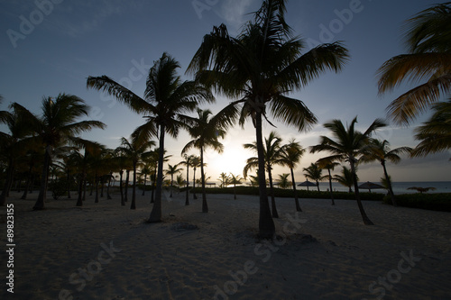 Paesaggi dei Caraibi con palme