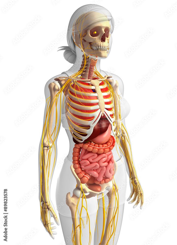 Female skeleton with nervous and digestive system artwork Female skeleton with nervous and digestive system artwork