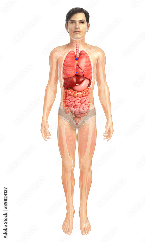 digestive system artwork digestive system artwork