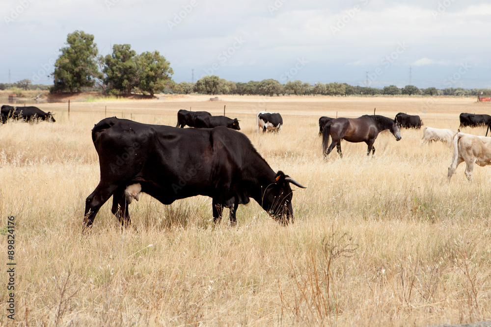 Cows and horses in the field