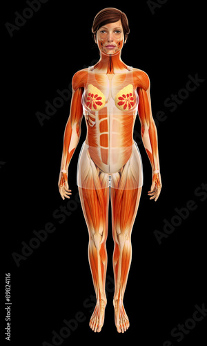 3d rendered illustration of female muscles anatomy