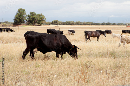 Fototapeta Naklejka Na Ścianę i Meble -  Cows and horses in the field