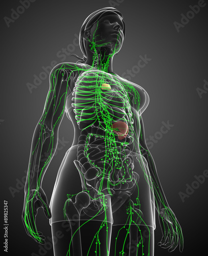 Foto Lymphatic system of  female body
