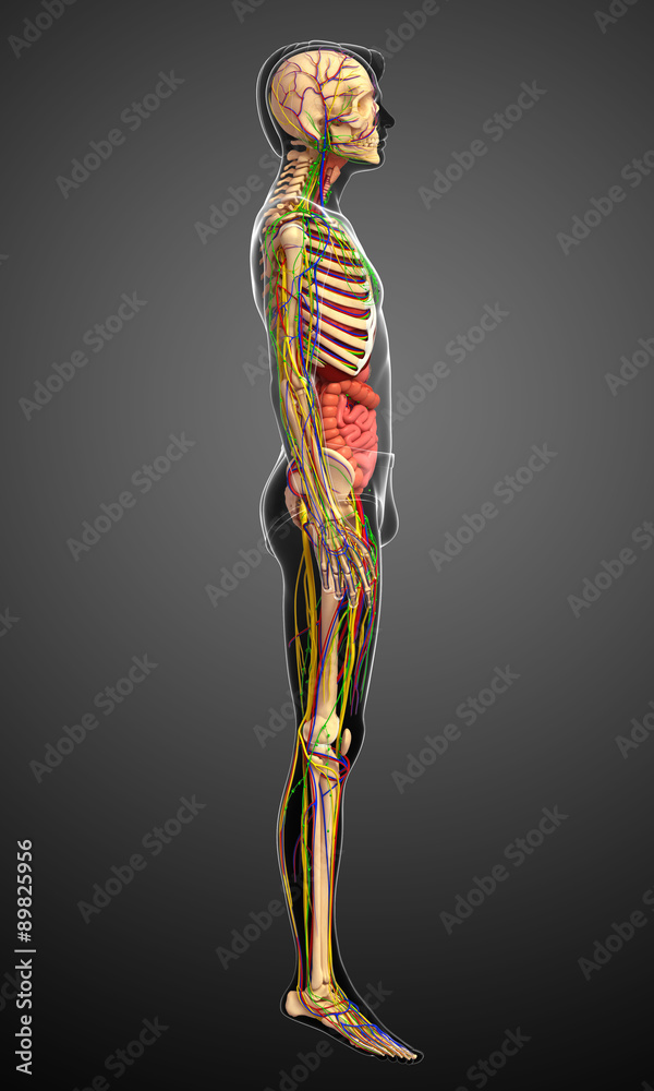 Lymphatic, skeletal, nervous and circulatory system of male anat Lymphatic, skeletal, nervous and circulatory system of male anat