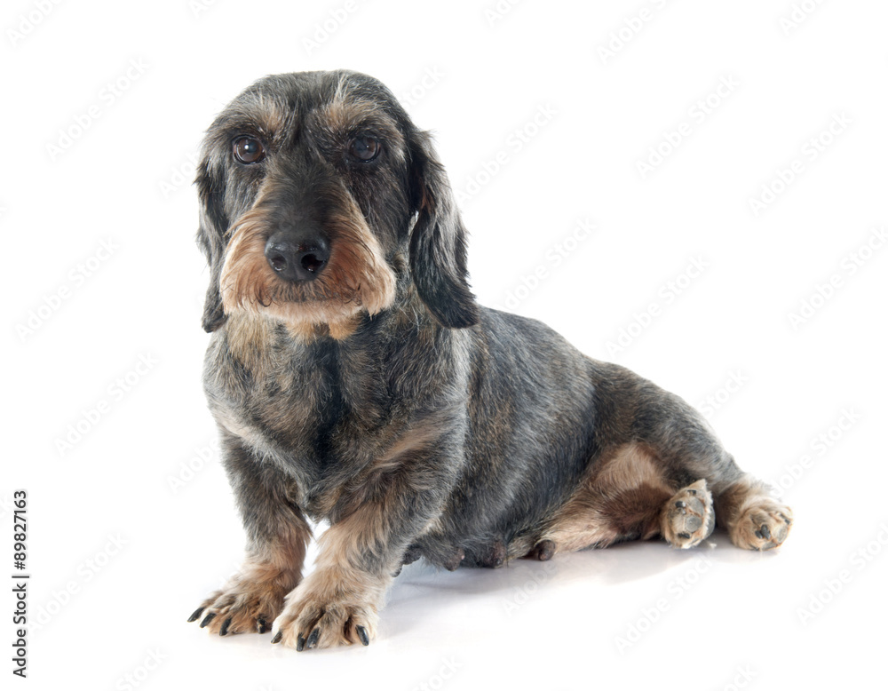 Wire-haired dachshund Wire-haired dachshund