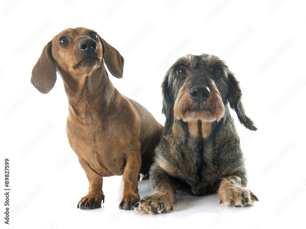 two dachshunds two dachshunds