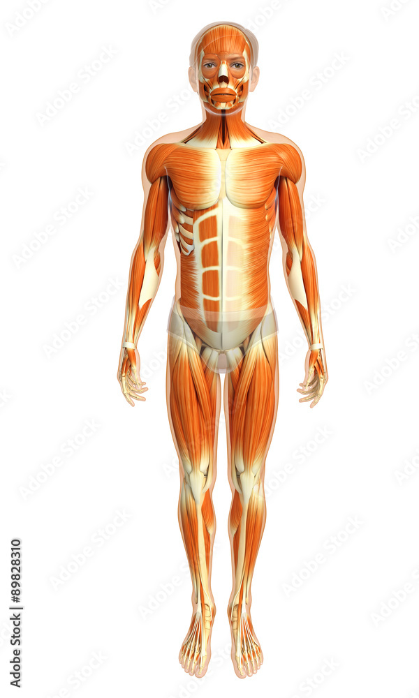 3d rendered illustration of male muscles anatomy 3d rendered illustration of male muscles anatomy