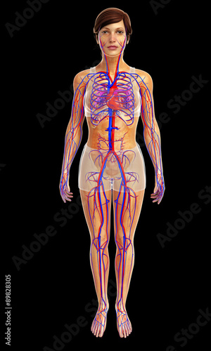 3d rendered illustration of female heart anatomy