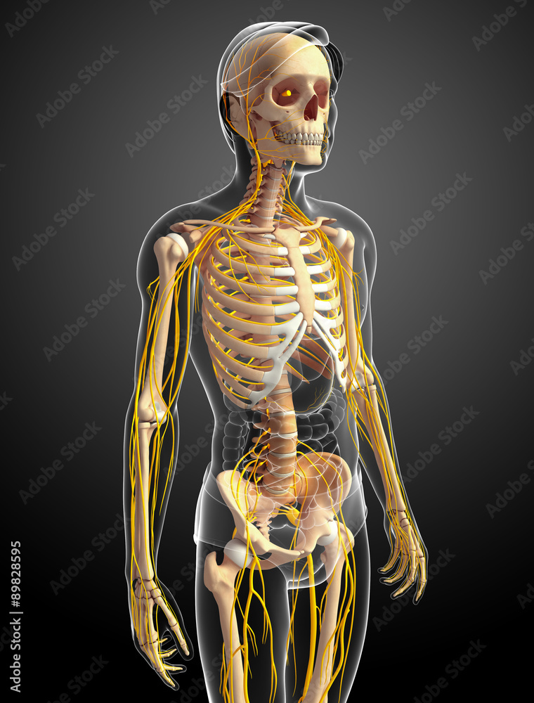 Male skeleton and nervous system artwork Male skeleton and nervous system artwork