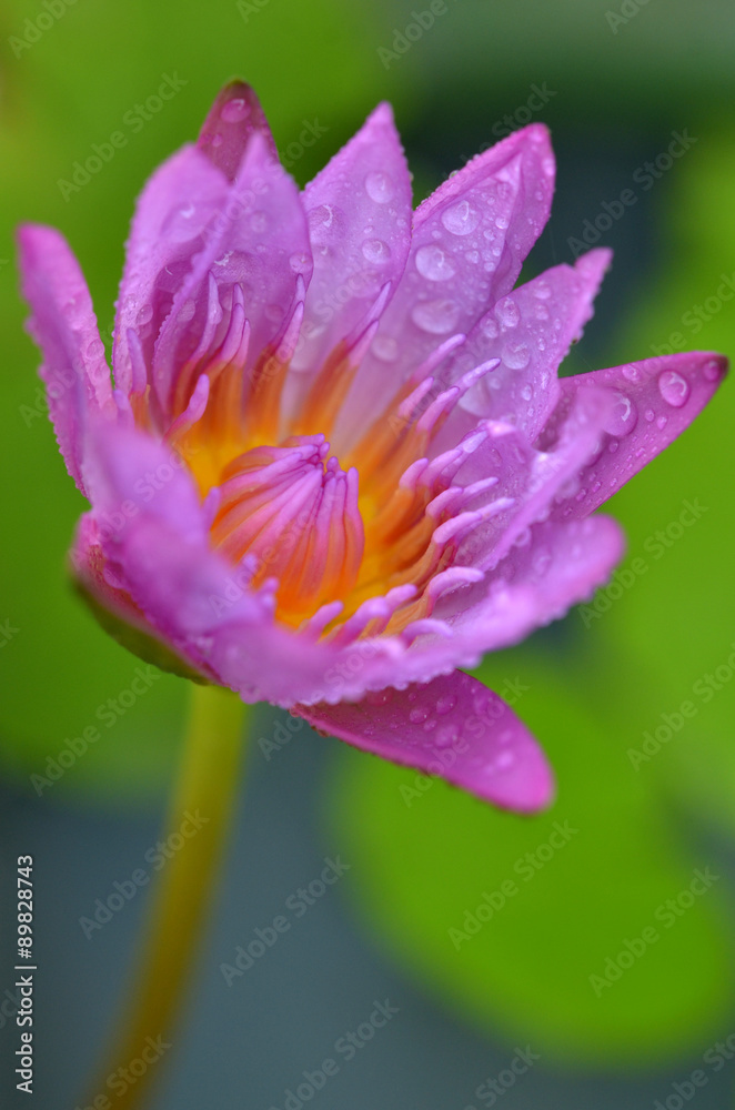 Lotus flower and Lotus flower plants