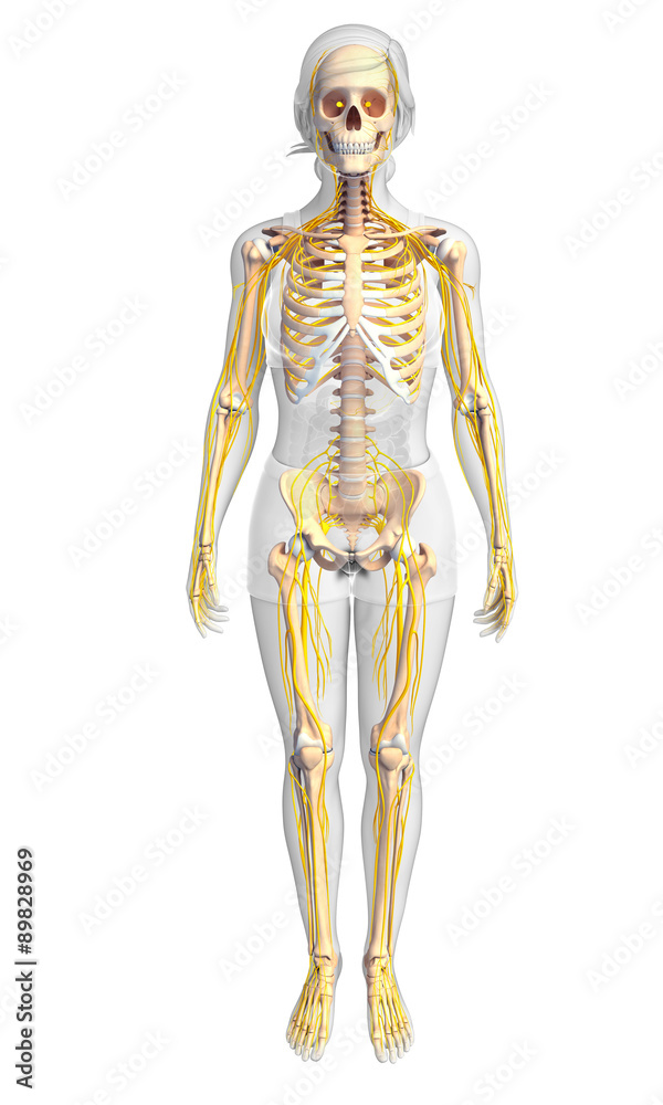 Nervous system and female skeleton artwork