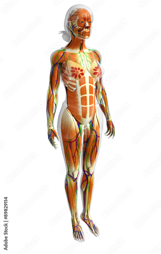 3d rendered illustration of female muscles anatomy