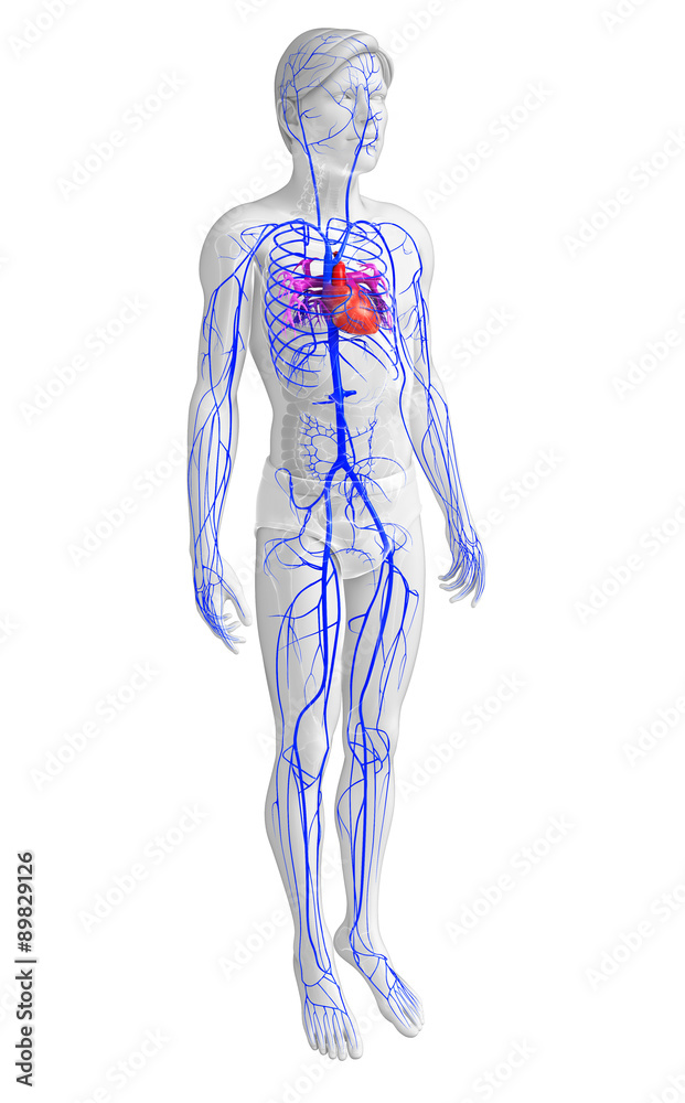 3d rendered illustration of male heart anatomy 3d rendered illustration of male heart anatomy