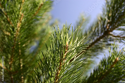 The needles on the branch of the coniferous tree