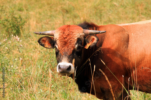 Fotografija vaches 24082015