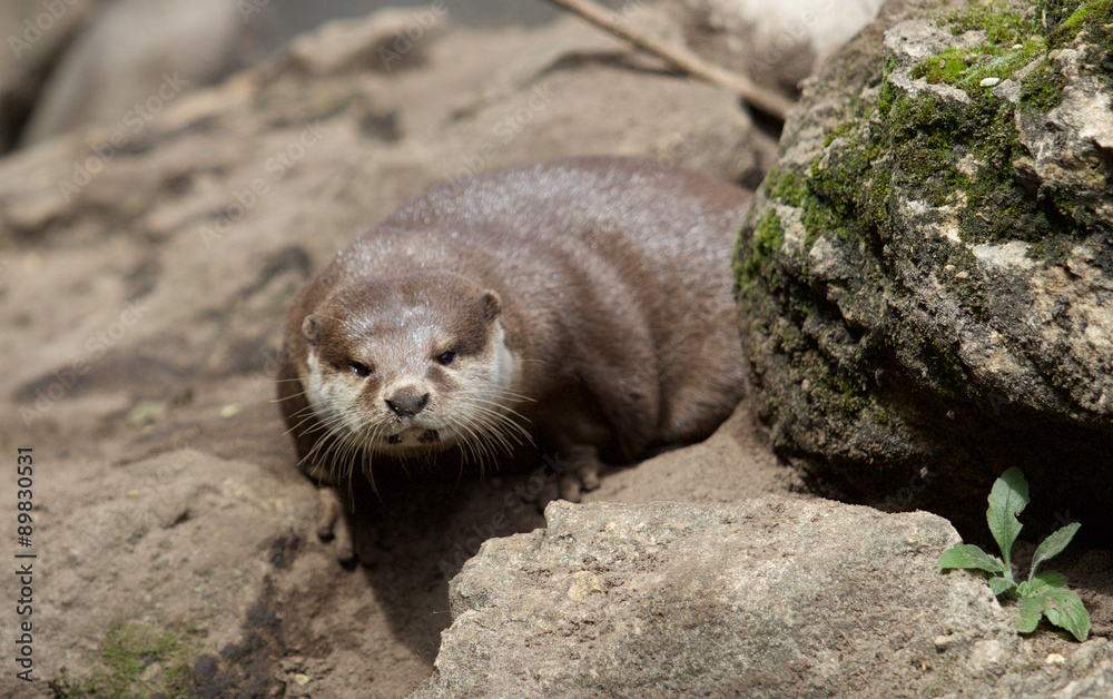 Fototapeta premium Otter