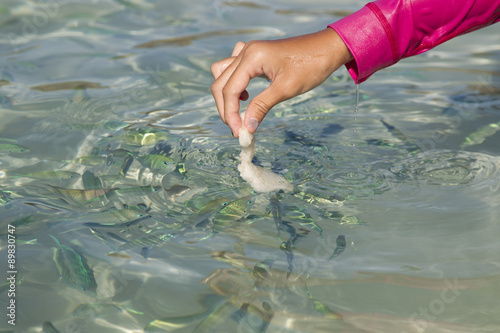 Young asian girl hand feeding bread to fish in clear sea water