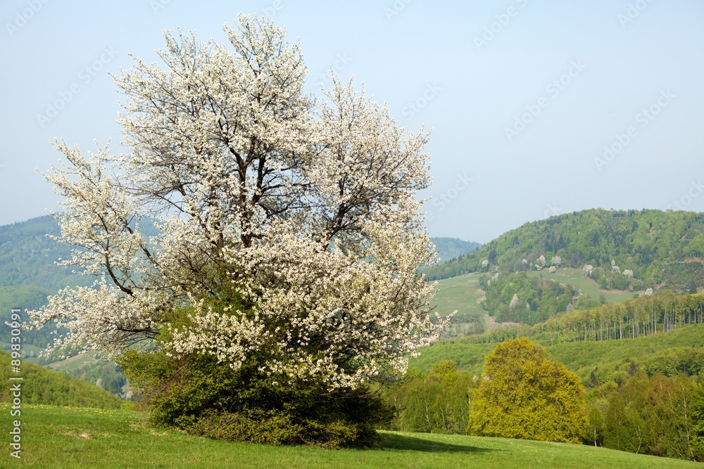 Flowering Cherry, Male Karpaty, Czech Republic Flowering Cherry, Male Karpaty, Czech Republic