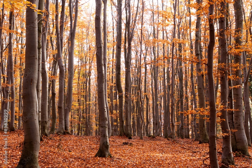 Fototapeta premium Beech Forest in Autumn, Czech Republic, Europe