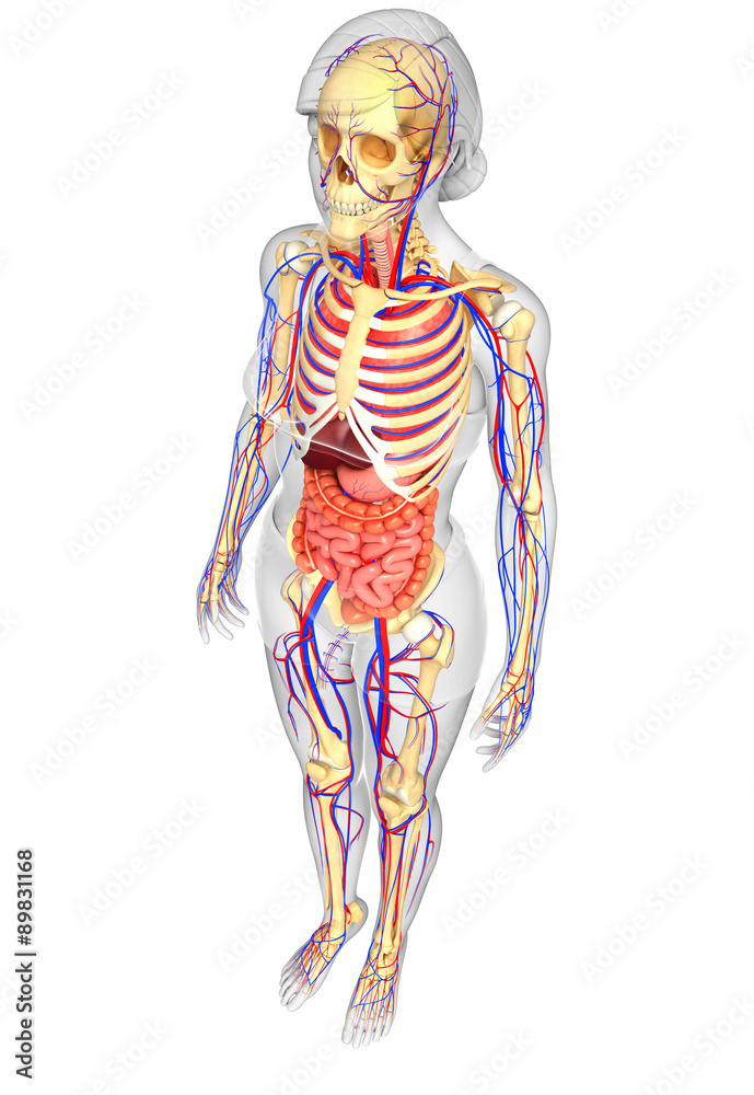 Female skeletal, digestive and circulatory system