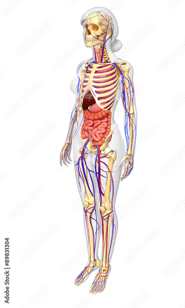 Female skeletal, digestive and circulatory system Female skeletal, digestive and circulatory system