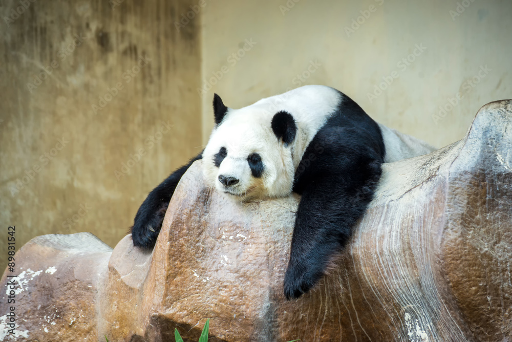 Fototapeta premium Giant panda bear sleeping