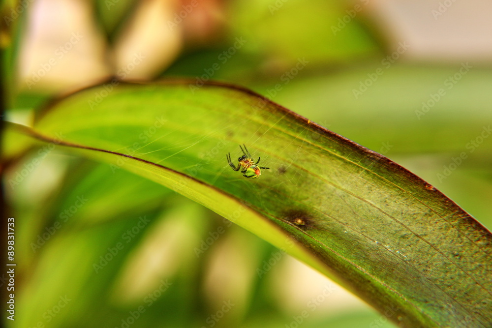 Fototapeta premium Ragno - anguria
