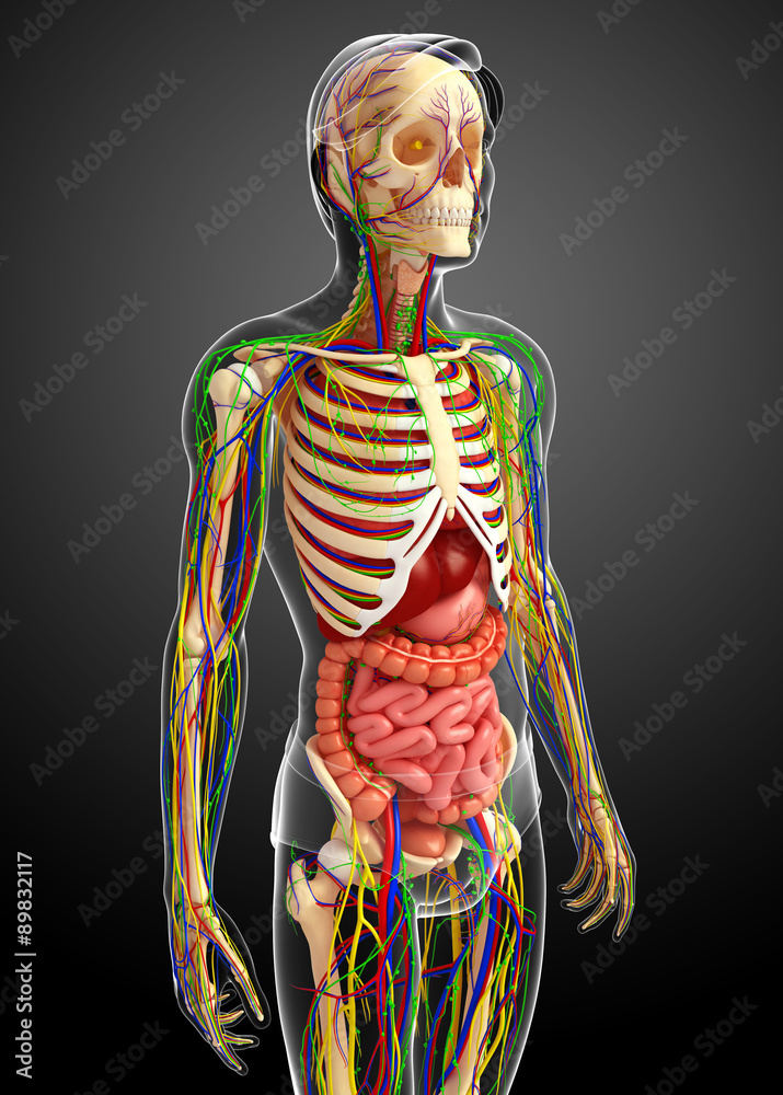 Fototapeta premium Lymphatic, skeletal, nervous and circulatory system of male anat