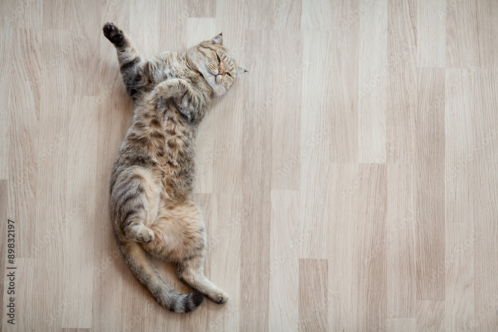 Fototapeta premium Cat top view lying on parquet floor 