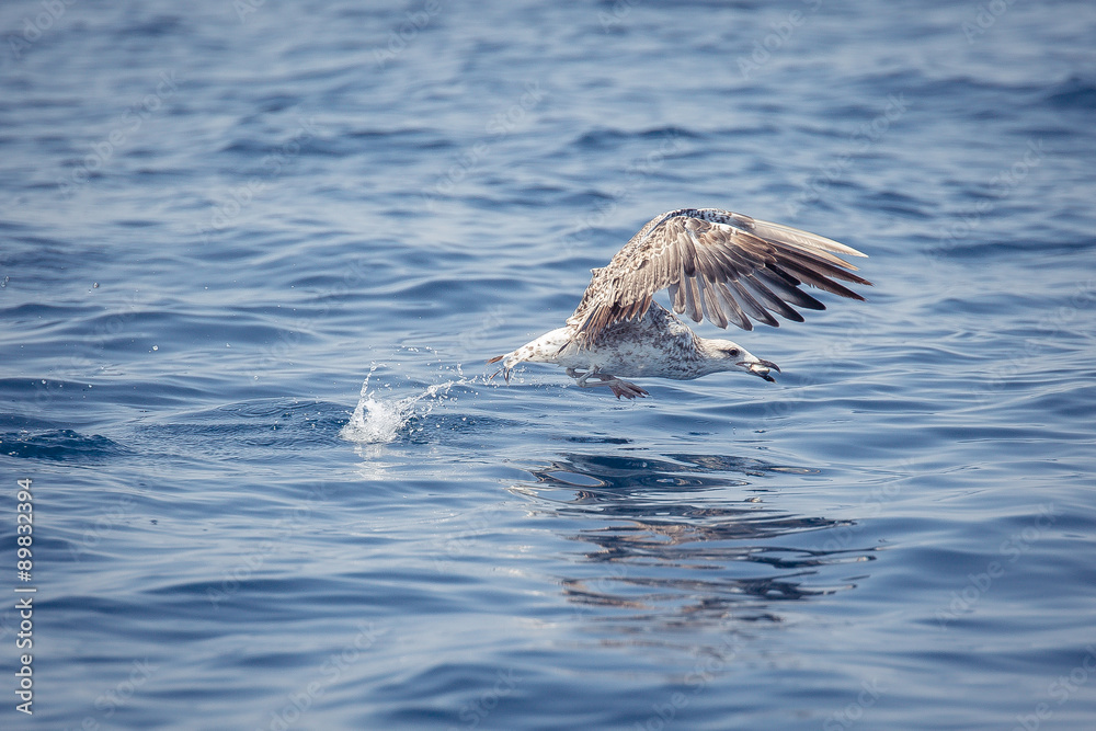 Fototapeta premium il gabbiano e la sua preda 