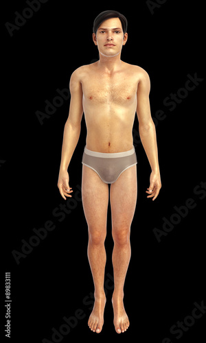 3d rendered illustration of male body anatomy