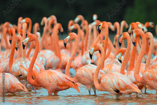 Flock of greater flamingos (Phoenicopterus roseus) in Mexico
