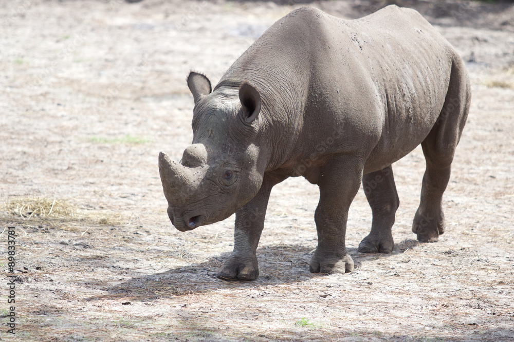 Nashorn Nashorn