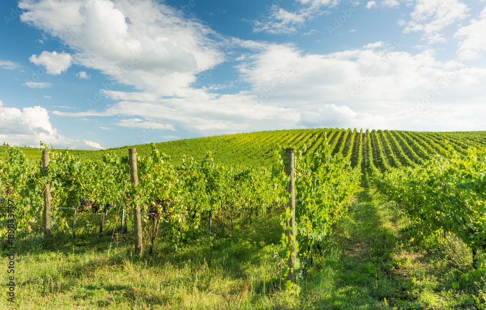 Obraz premium Viticoltura