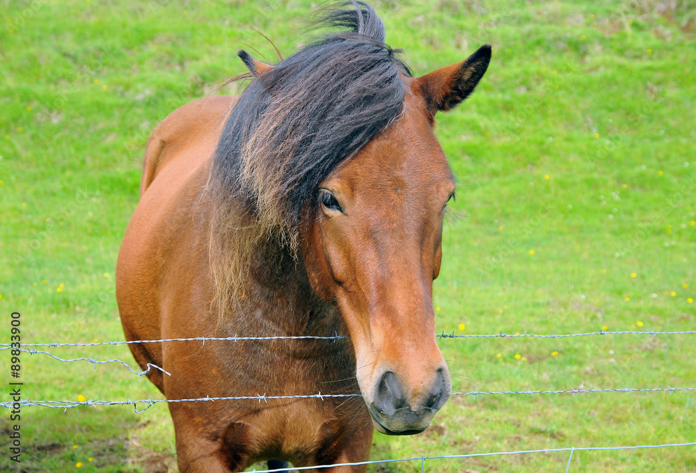 Obraz premium Icelandic traditional horse close portrait
