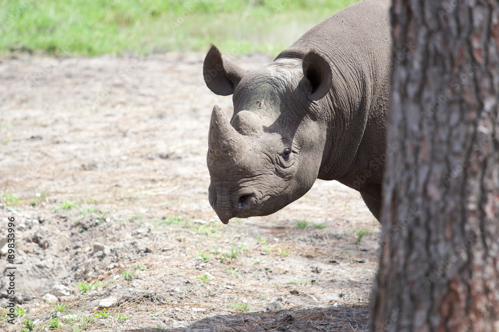 Fototapeta premium Nashorn