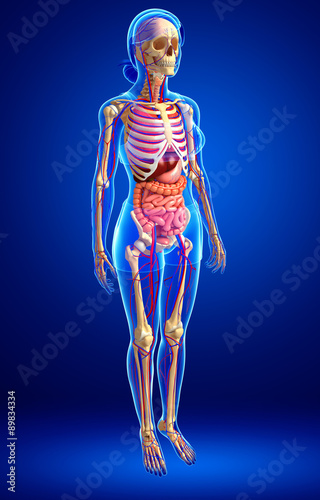 3d rendered illustration of female digestive system © pixdesign123