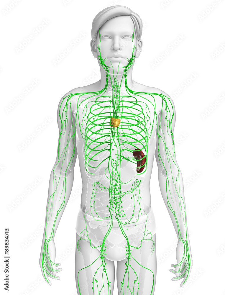 3d rendered illustration of male lymphatic system Stock Illustration |  Adobe Stock