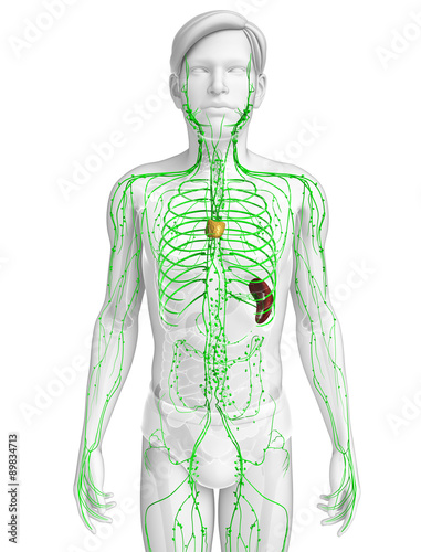 3d rendered illustration of male lymphatic system