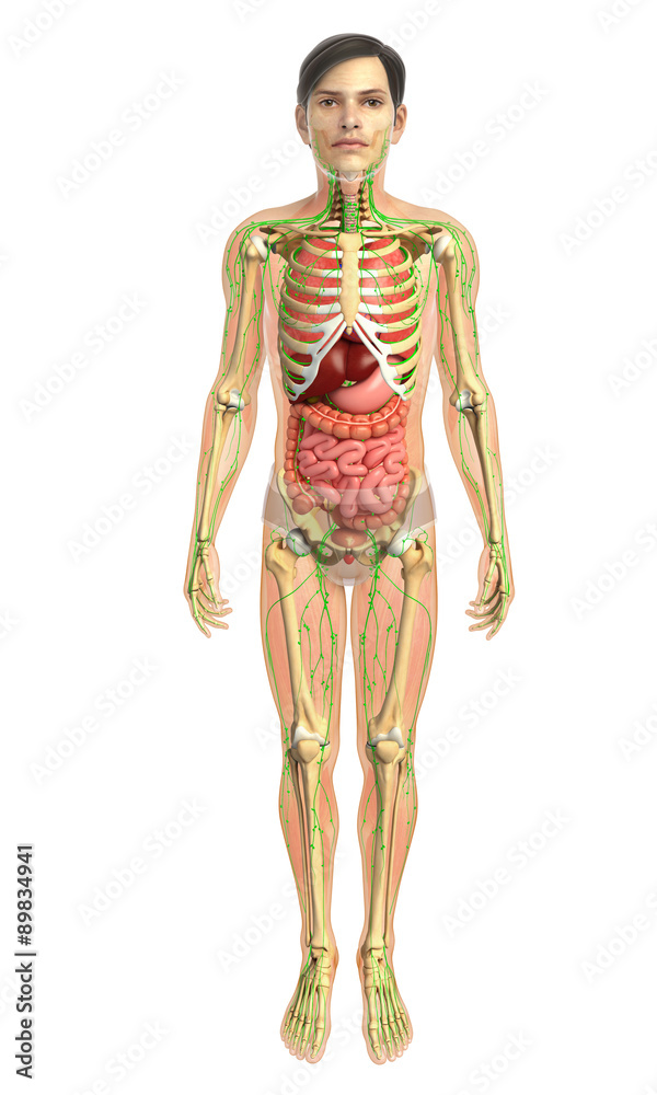 3d rendered illustration of male digestive system