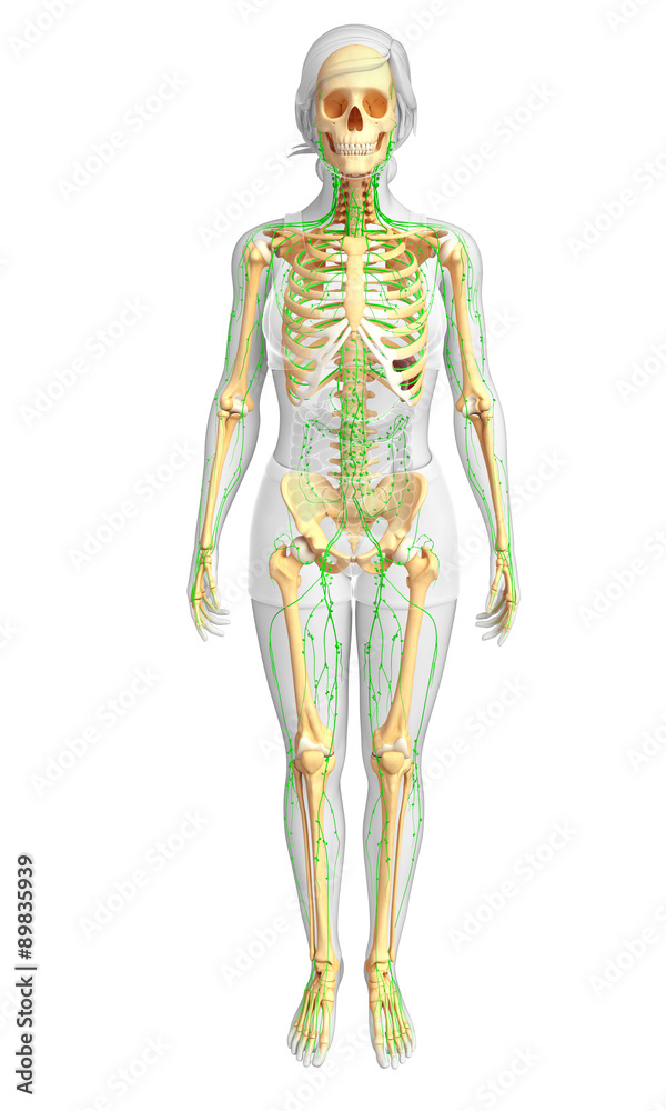 Lymphatic system of Female skeleton artwork