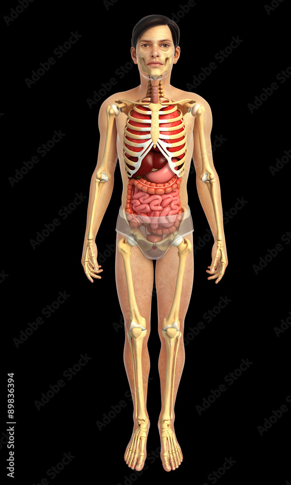 3d rendered illustration of male digestive system