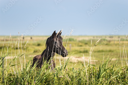 Fototapeta Naklejka Na Ścianę i Meble -  Norderney