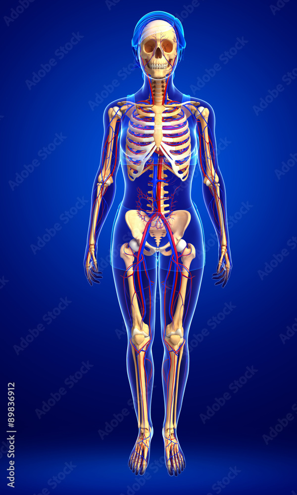 female skeletal circulatory system